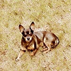 Meet your Posher, Jo